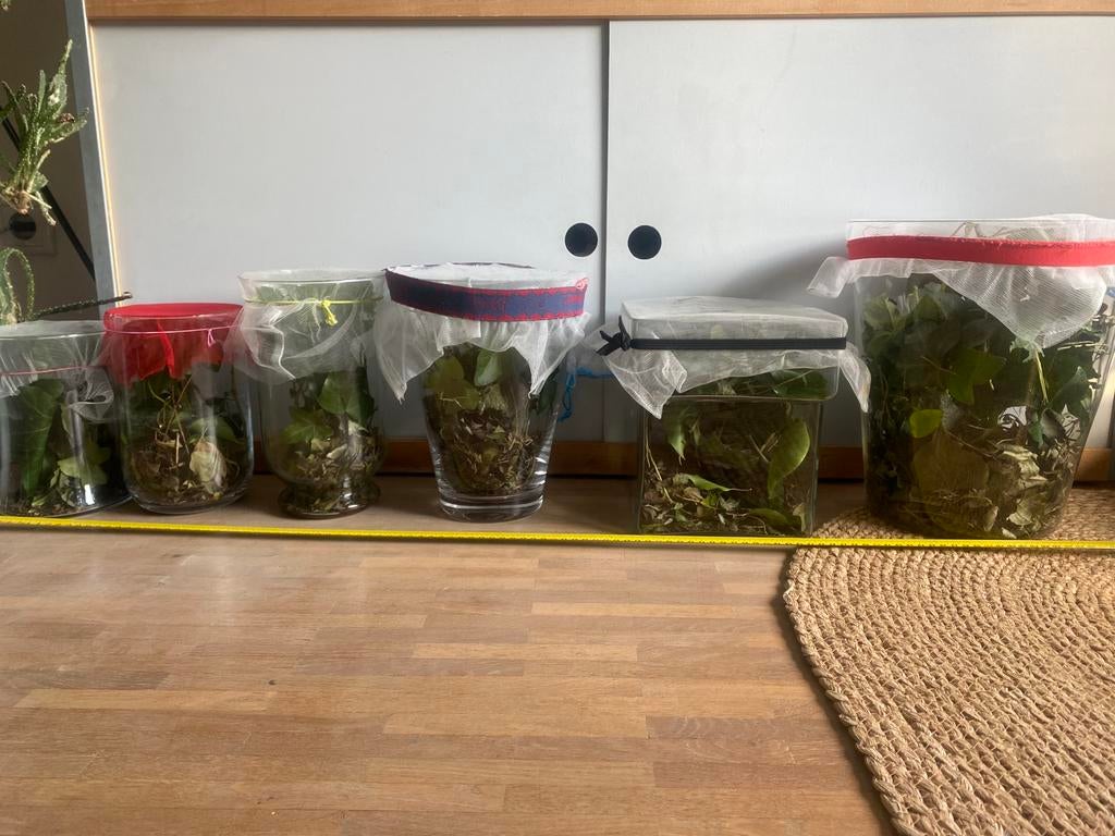 Gratis vaas met wandelende takken, Dieren en Toebehoren, Insecten en Spinnen, Wandelende tak