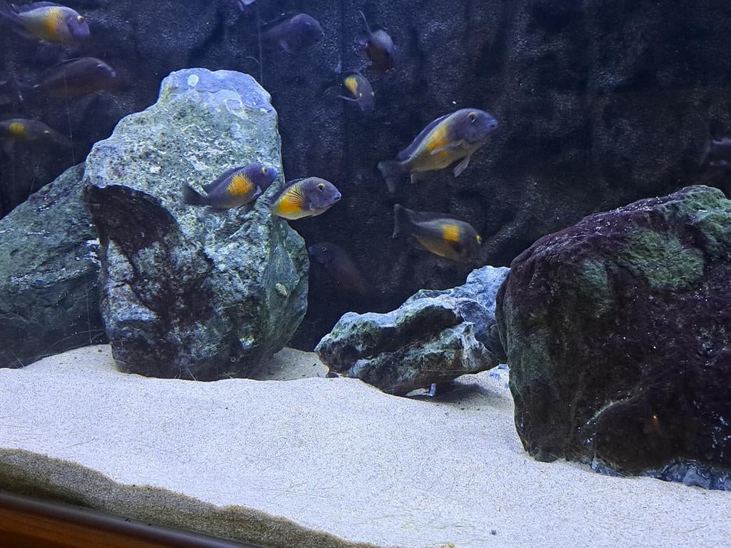 Tropheus Kasakawale en Red chimba f1, Dieren en Toebehoren, Vis, Zoetwatervis, Schoolvis