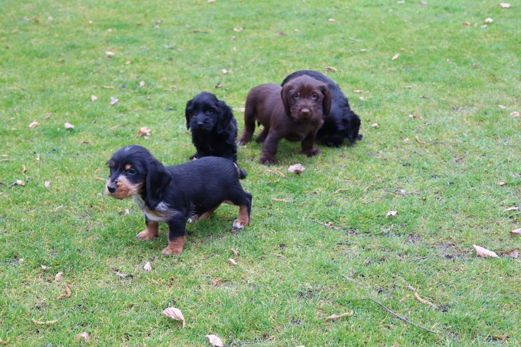 Langharige teckel x cocker pups (Docker), Dieren en Toebehoren, Parvo, Nederland, 8 tot 15 weken, Dwerg