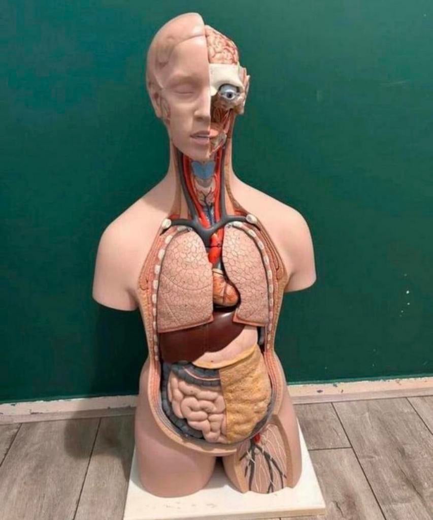 anatomisch model, Verzamelen, Beelden en Beeldjes, Ophalen, Zo goed als nieuw