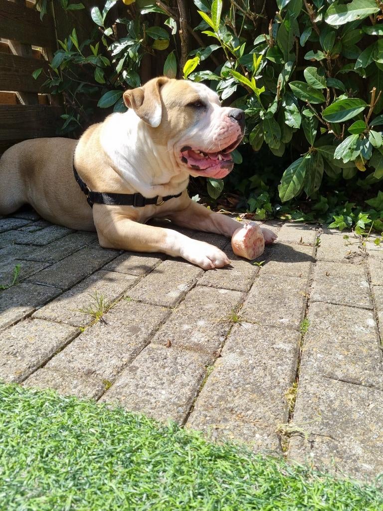 Nieuw huis gezocht voor onze Diva, Dieren en Toebehoren, Teef, Bulldog, Eén hond, 3 tot 5 jaar