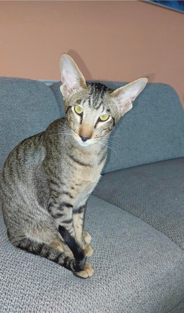 Dekkater Oosterse Korthaar NIET TE KOOP, Dieren en Toebehoren