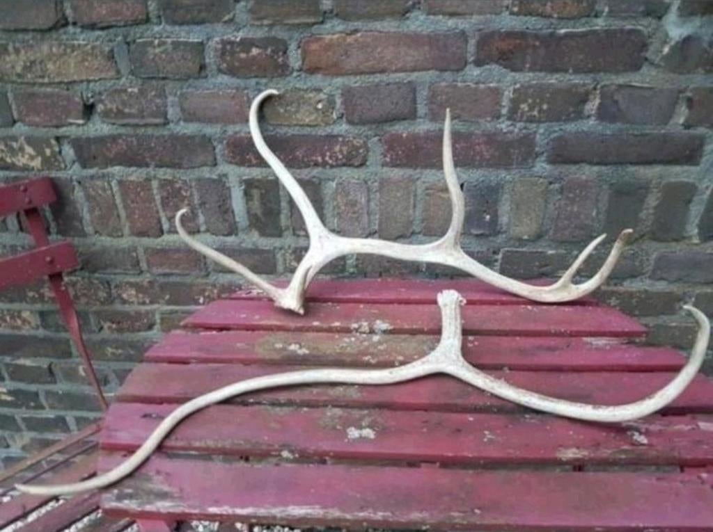 3 Rendier geweien samen voor €120,- gewei rendier Noorwegen., Ophalen of Verzenden, Nieuw, Hert, Gewei of Kop