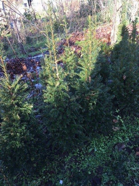 Taxus baccata en Taxus bac.  'Fastigiata", Bloeit niet, Overige soorten, 100 tot 250 cm, Ophalen