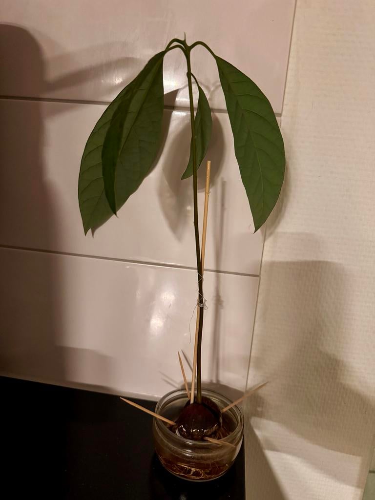 Avocado Plant en 2 planten in Glazen Vazen, Ophalen, Bloeit niet, Overige soorten, Volle zon