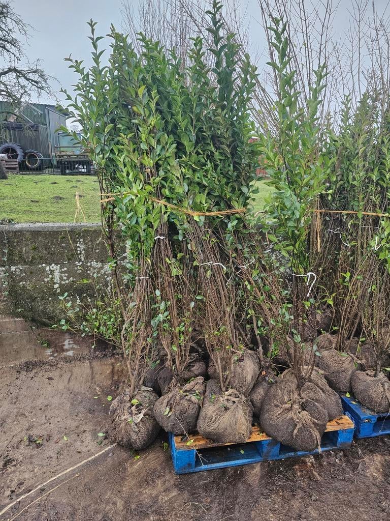 Liguster lavendel vinca potentilla prunus, Ophalen of Verzenden, Liguster, Minder dan 100 cm