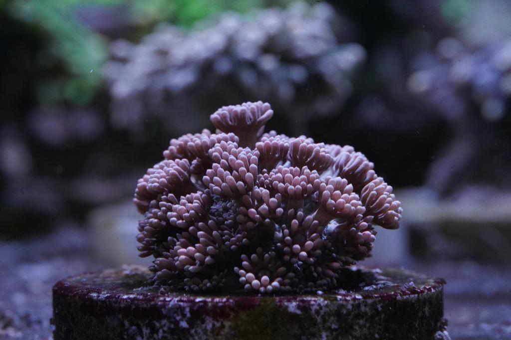 Uitverkoop Koralen: Hamers, Druif, Torches & Meer!, Overige typen, Zoutwatervis