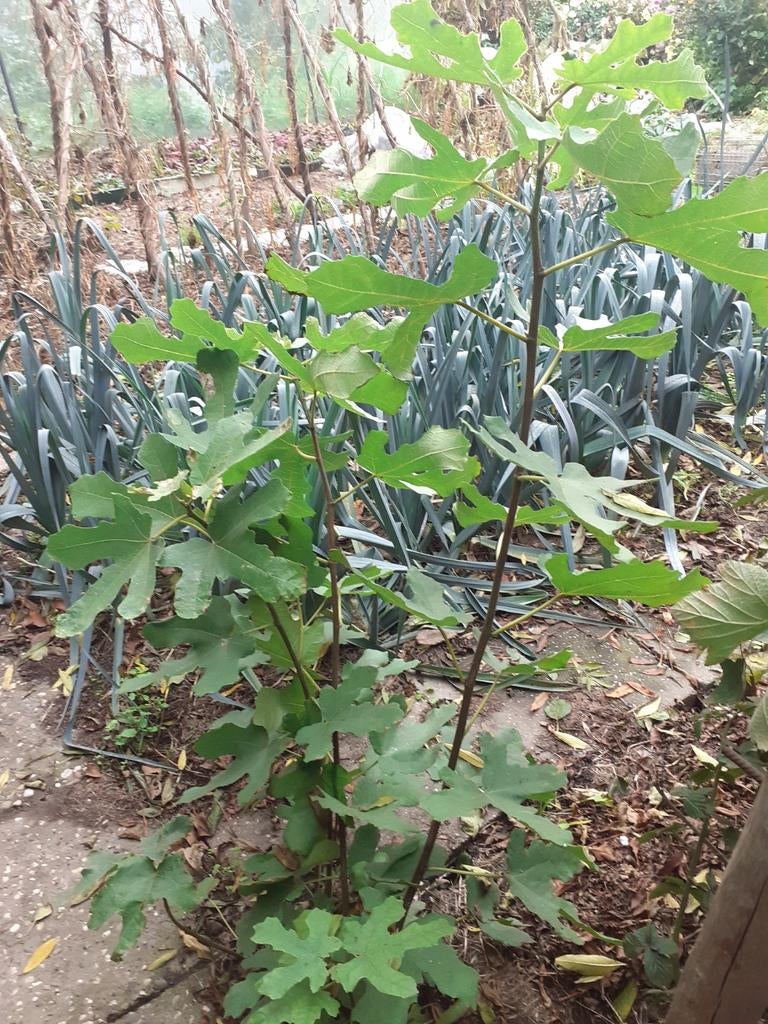 Vijgenboompje, Ophalen, Volle zon, Overige soorten