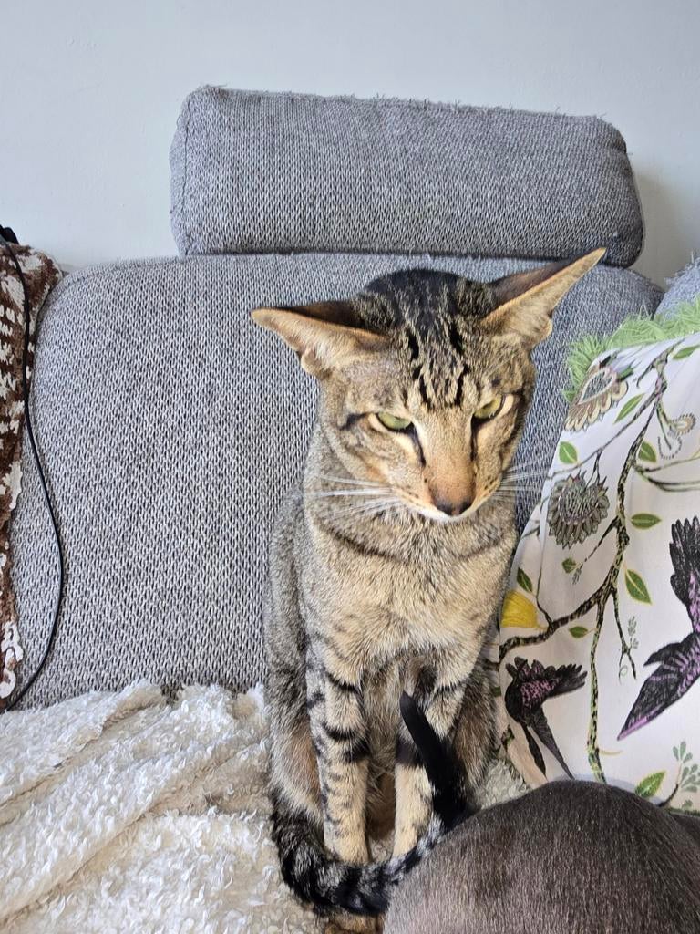 Dekkater Oosterse Korthaar NIET TE KOOP, Dieren en Toebehoren