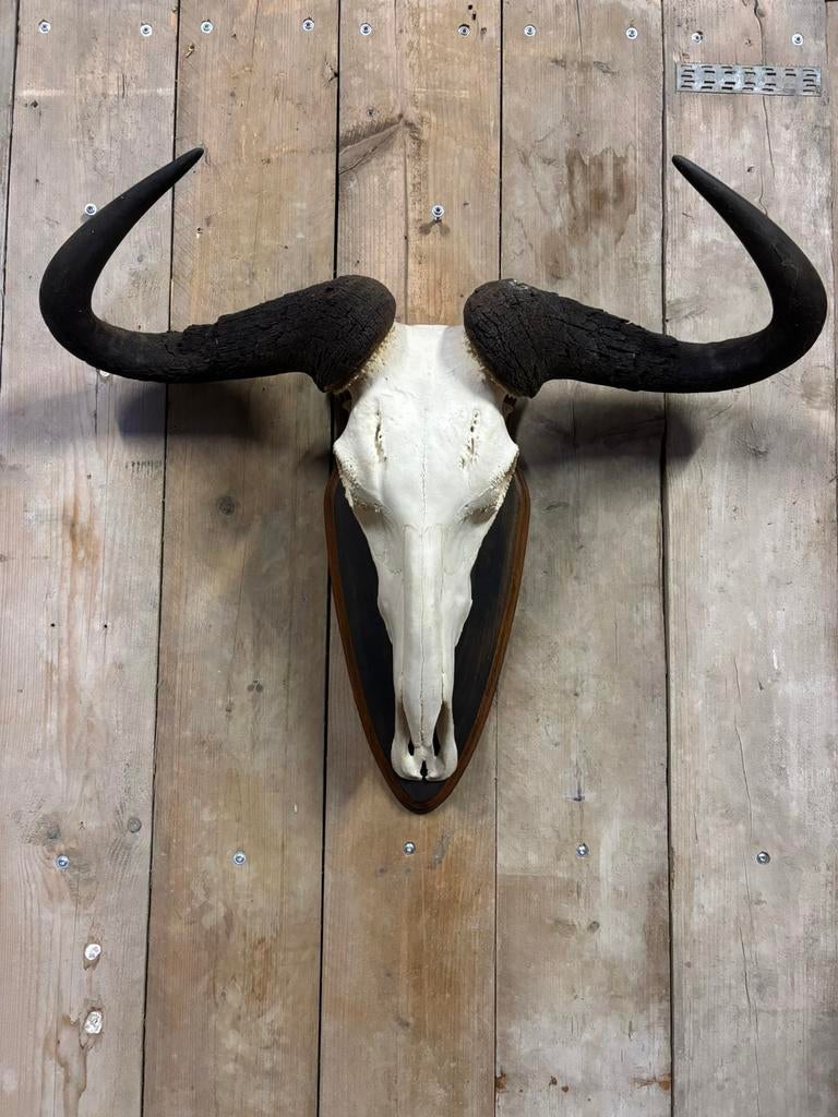 Zeer grote blauwe gnoe schedel, Verzamelen, Ophalen, Nieuw, Wild dier, Schedel