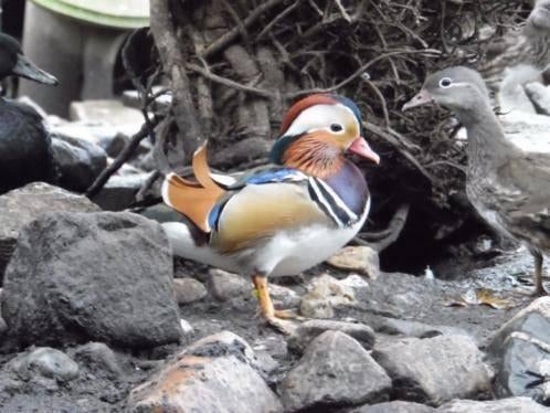 Mandarijneend | Passend advies | Siereenden, Meerdere dieren, Eend