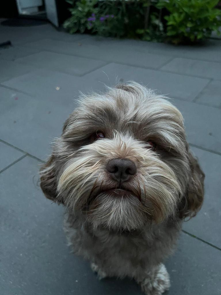 Dekreu maltipoo, IS NIET TE KOOP!, Reu, 1 tot 2 jaar, Parvo, Eén hond