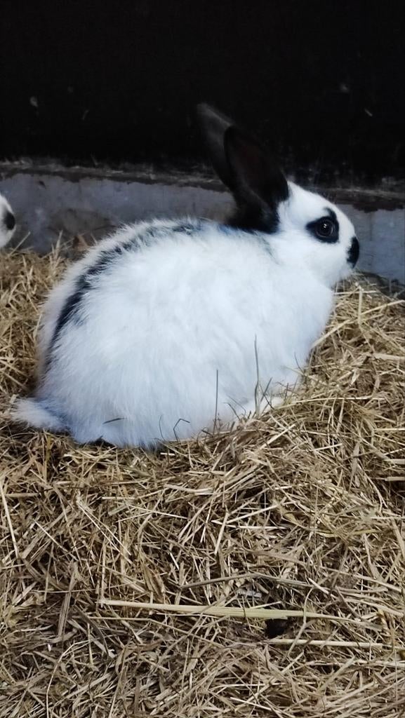 Lotharinger baby konijntjes (2x), Dieren en Toebehoren, Konijnen, Meerdere dieren