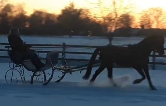 Arreslee + lamoen + onderstel wielen, concourswagen, tuig, Dieren en Toebehoren, Ophalen, Gebruikt
