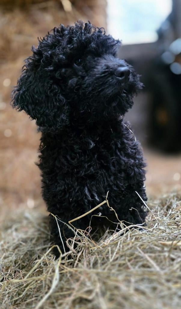 🥰 nog 3 super leuke medium doodle x toypoedel reutjes 🥰, Dieren en Toebehoren, Honden | Retrievers, Spaniëls en Waterhonden