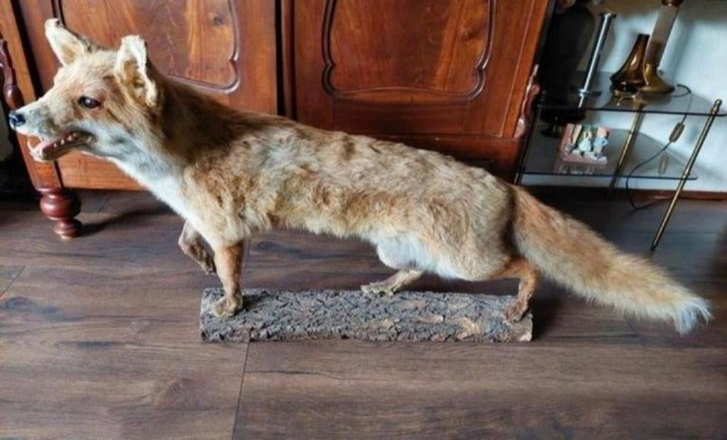 Opgezette vos op boomschors., Verzamelen, Ophalen