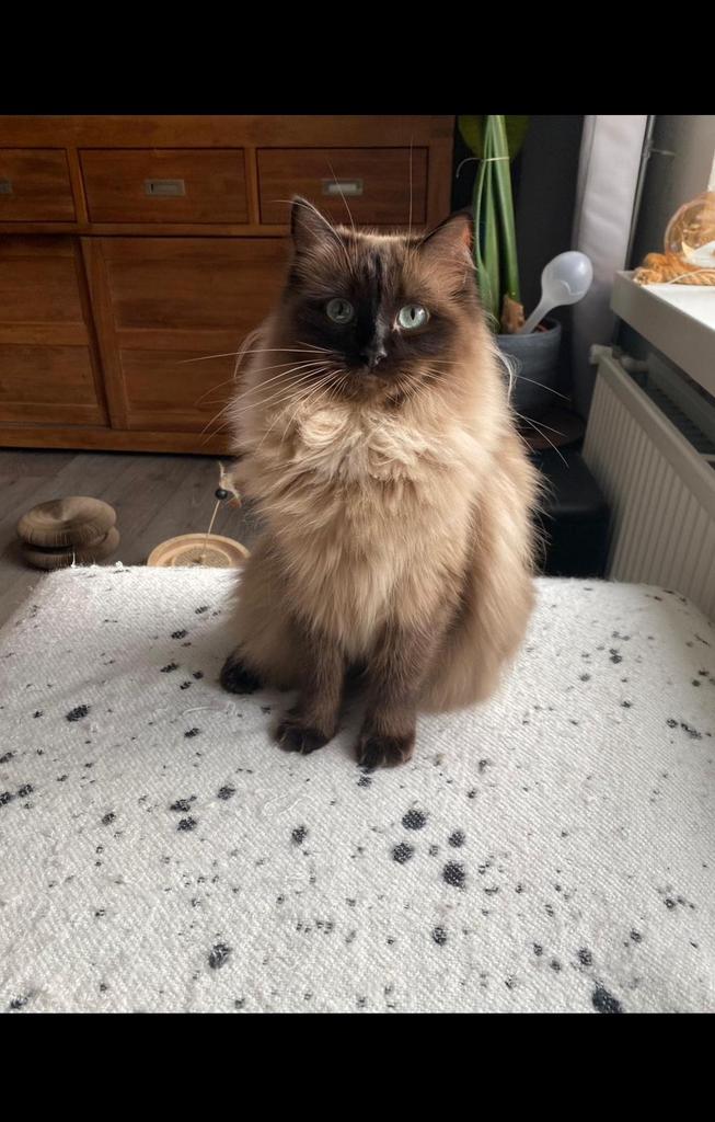 Ragdoll kittens, Dieren en Toebehoren, Meerdere dieren