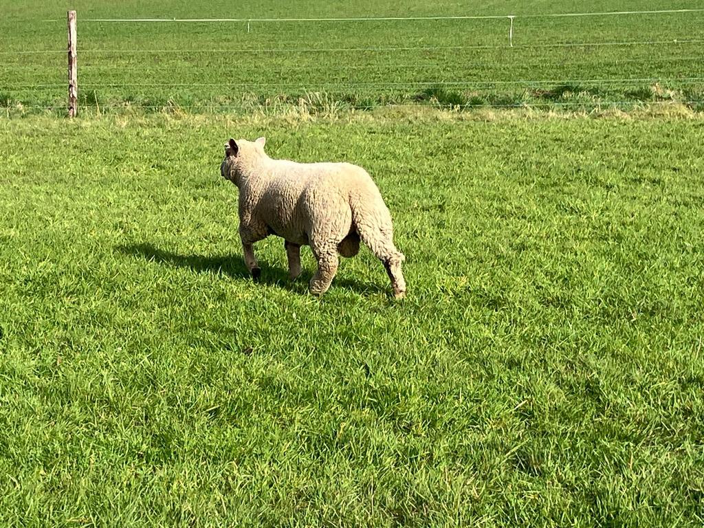 Te koop: mooie Charollais ram, Dieren en Toebehoren, Schapen, Geiten en Varkens, Schaap, Mannelijk