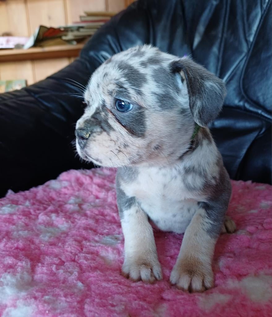 Onze Retro Franse bul heeft puppys geb 15-2-2026., Parvo, 8 tot 15 weken, Meerdere, Meerdere dieren