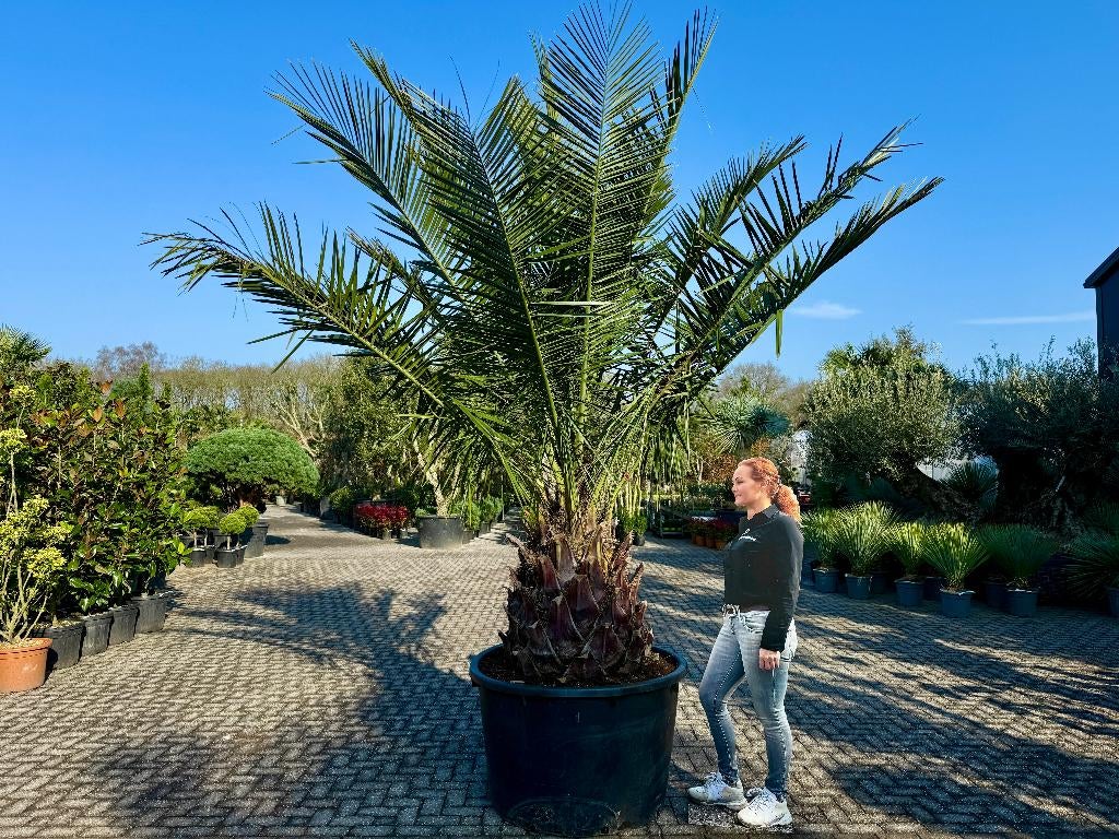 Jubaea chilensis - Chileense wijnpalm met 100 cm stamhoogte, Ophalen of Verzenden, 250 tot 400 cm, Zomer, Palmboom
