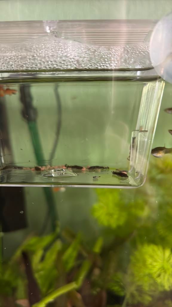 Algeneters borstelneuzen aquarium, Dieren en Toebehoren, Vissen | Aquariumvissen, Vis