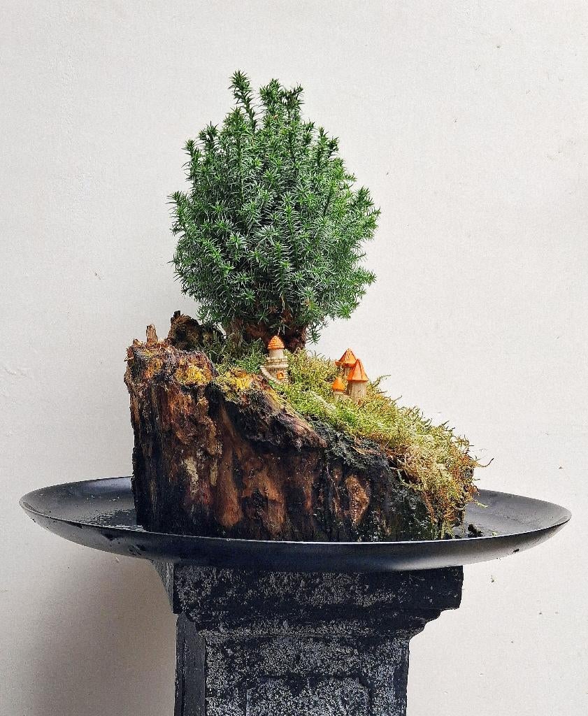 Bonsai Chamaecyparis Thyoide Schaal- Conifeer- 30 Cm Hoog., Tuin en Terras, Planten | Bomen, In pot, Bloeit niet, Halfschaduw