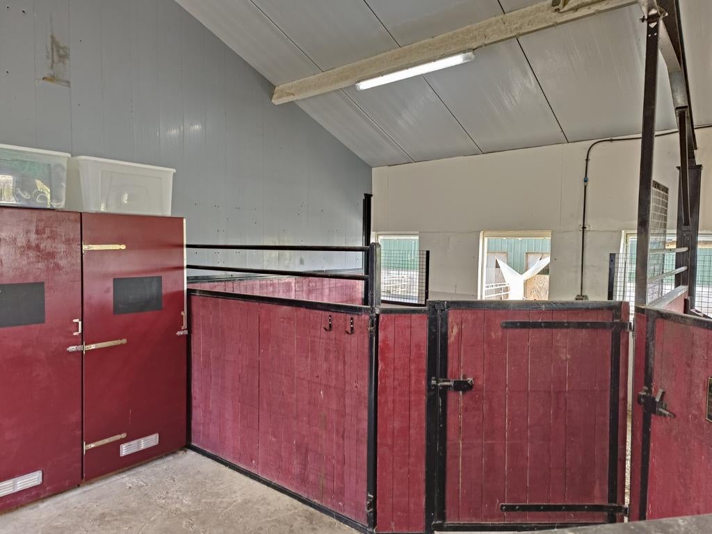 Paardenstal vrij op all in privestal Leidschendam, Dieren en Toebehoren, Weidegang