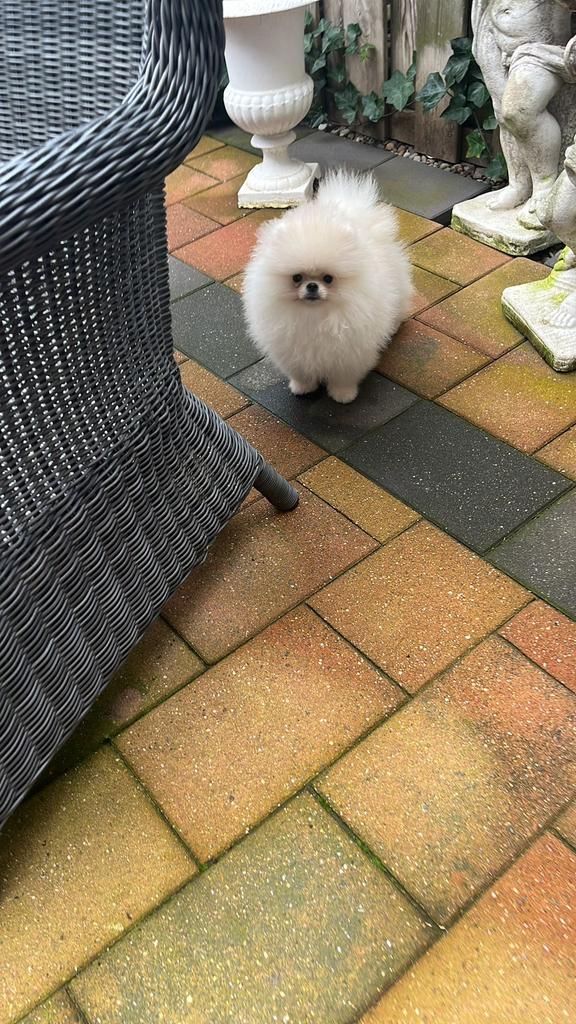Exclusive pomeriaan pup, Dieren en Toebehoren, Honden | Poolhonden, Keeshonden en Oertypen, Particulier, 8 tot 15 weken, Buitenland