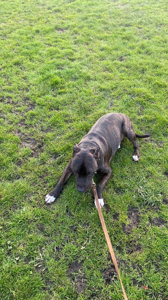 Gezocht honden spullen voor stichting rehoming powerbreeds, Ophalen