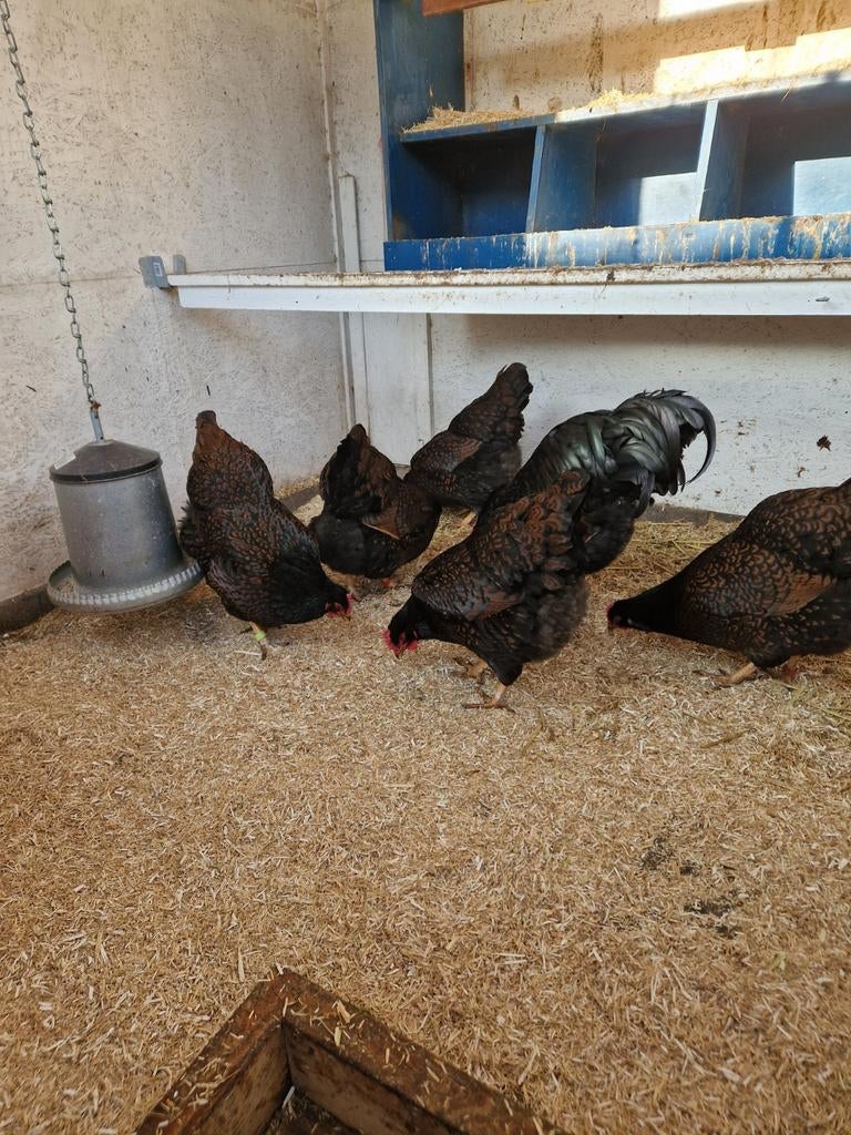 Barnevelder dubbelgezoomd raszuiver, Meerdere dieren, Kip