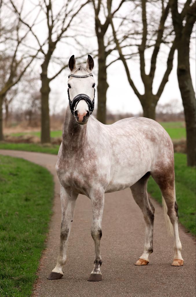 Lieve 4,5 jarige ruin, Gechipt, Minder dan 160 cm, B, Ruin