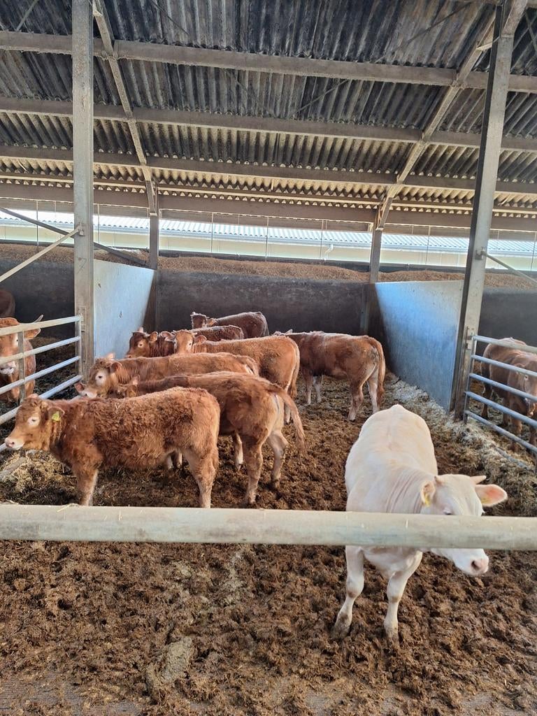 Limousin koeien en pinken, Dieren en Toebehoren, Vrouwelijk