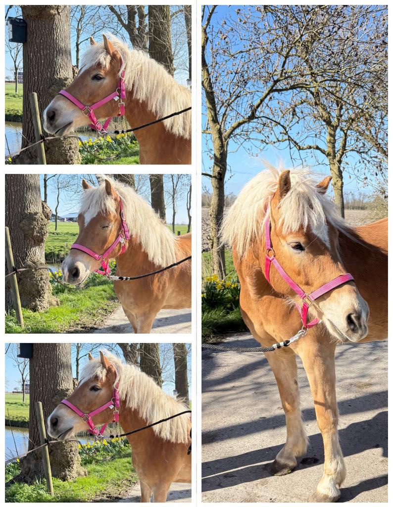 Haflinger, E pony (1.48m - 1.57m), Met stamboom, Ruin, 3 tot 6 jaar