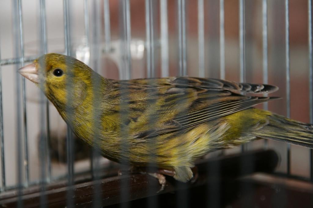 Timbrado's (Spaanse Zangkanarie, Dieren en Toebehoren, Vogels | Kanaries, Zangkanarie, Mannelijk