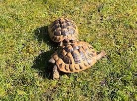 Griekse landschildpad Testudo Hermanni Boetgerie gevraagd Tortoise - female for sale from Marielle