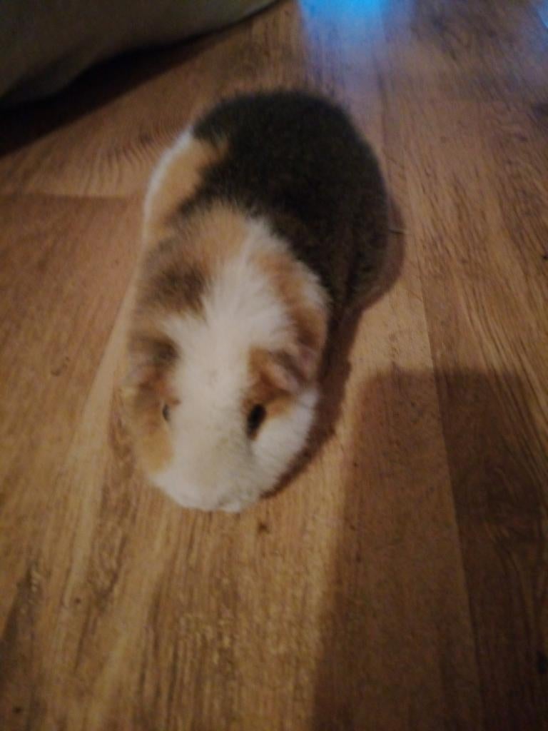 Lieve eenzaam teddy zeugje vrouwelijk met grote kooi, Dieren en Toebehoren, Cavia, Vrouwelijk, Tam, Oktober