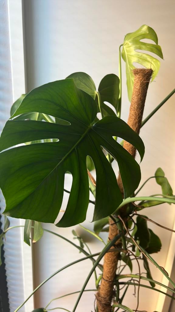 Monstera - gatenplant met mosstok, 160/165 cm hoog, Huis en Inrichting, Kamerplanten, Ophalen, Overige soorten, Halfschaduw, In pot