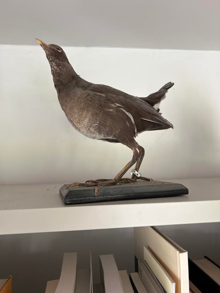 Opgezette Waterhoen - Prachtig exemplaar, Ophalen, Gebruikt, Vogel, Opgezet dier