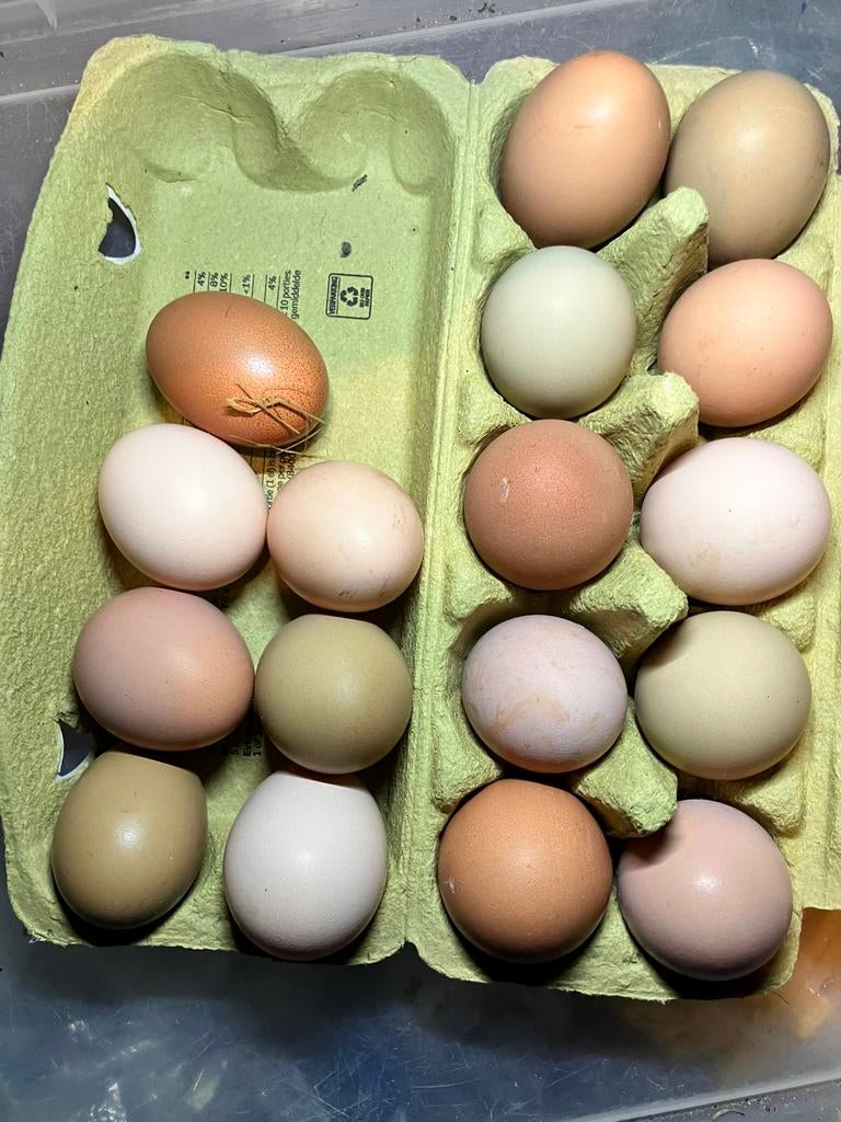 Broedeieren van mixkippen marans australorp araucana, Dieren en Toebehoren, Pluimvee, Geslacht onbekend, Kip