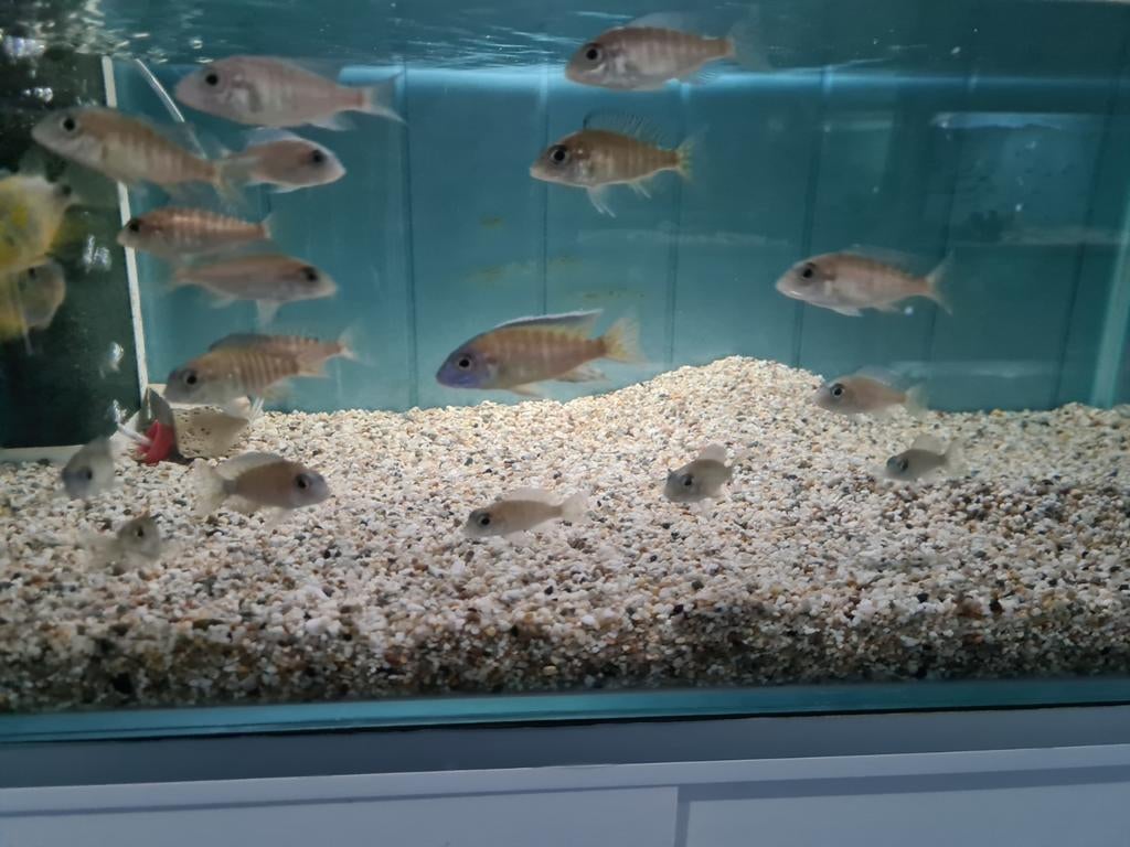 Aulonocara Usisya Malawi Cichliden, Vis, Zoetwatervis