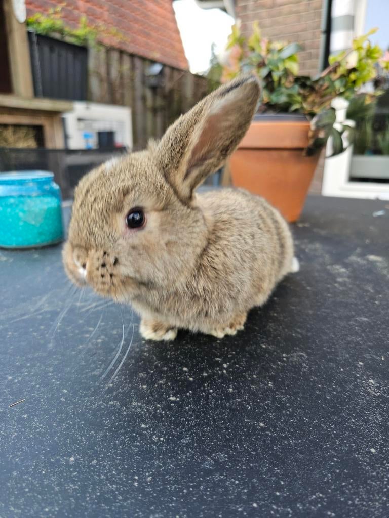 Jong dwerg hangoor konijn, Dieren en Toebehoren, Konijnen, Geslacht onbekend, Dwerg, Hangoor, 0 tot 2 jaar