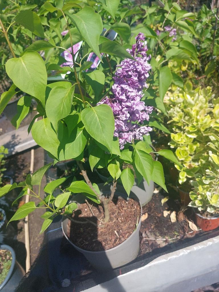 Syringa vulgaris 'Charles joly', Tuin en Terras, Vaste plant, Halfschaduw, Lente, Ophalen