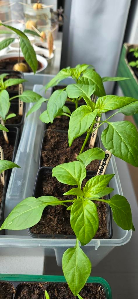 Groenteplantjes / plantjes voor moestuin, Tuin en Terras, Kweekspullen, Nieuw, Ophalen