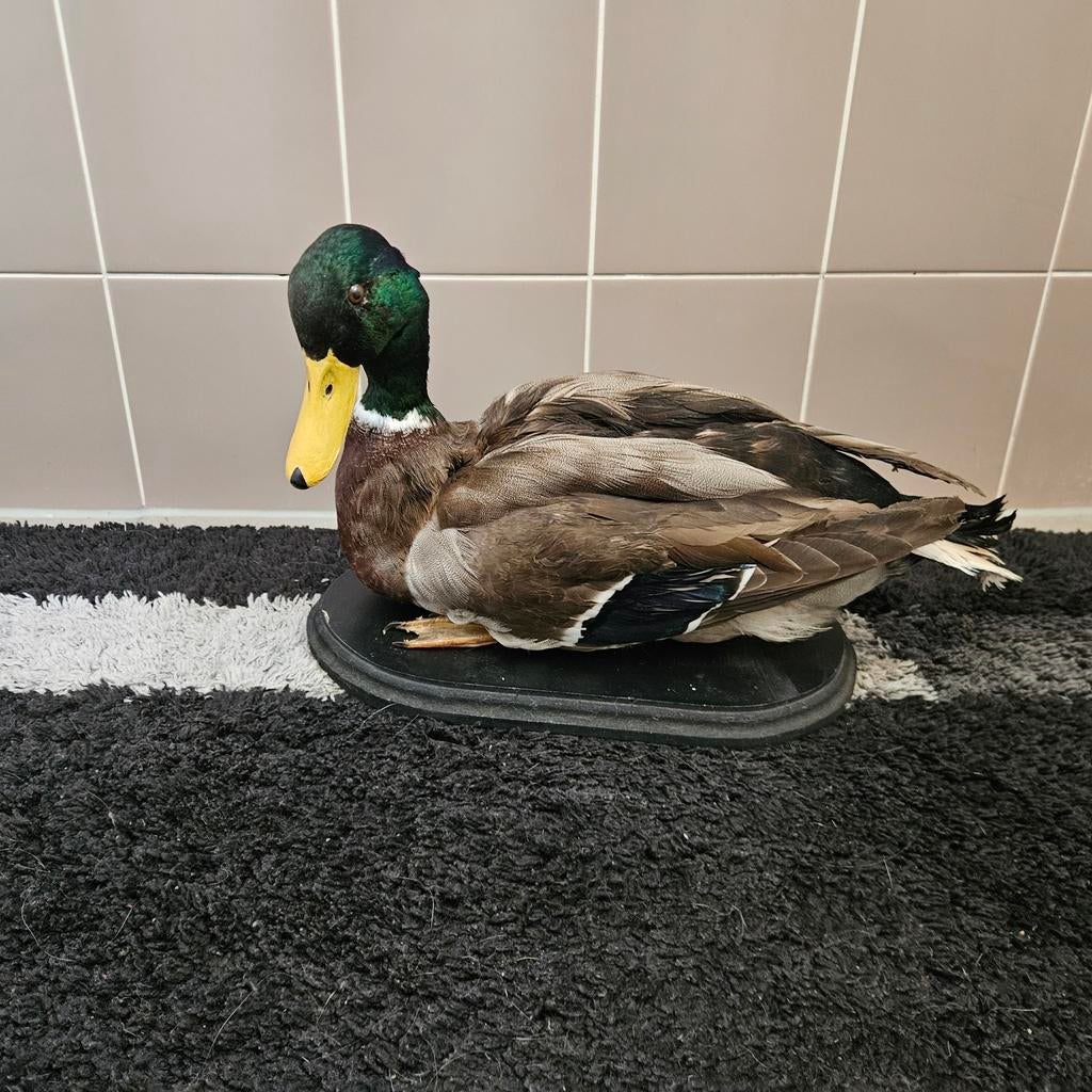 Opgezette Wilde Eend opgezet taxidermie taxidermy, Ophalen of Verzenden, Zo goed als nieuw, Vogel, Opgezet dier