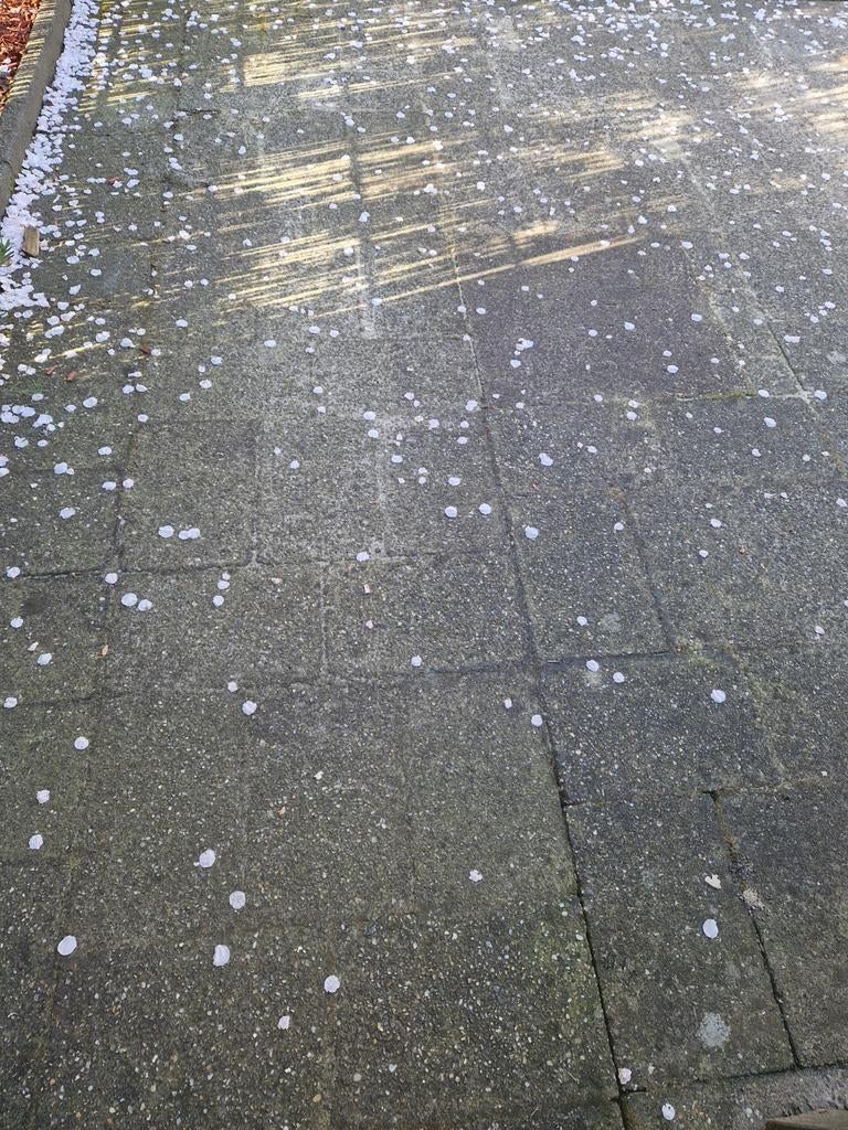 Tuintegels antraciet/grijs en enkele rode tegels, Tuin en Terras, Tegels en Klinkers, Ophalen of Verzenden, Gebruikt, Beton, Terrastegels