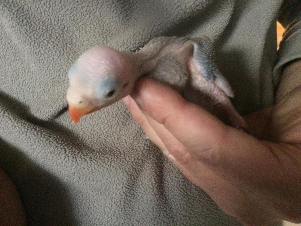 Jonge halsbandparkiet, Dieren en Toebehoren, Vogels | Parkieten en Papegaaien, Geslacht onbekend, Parkiet