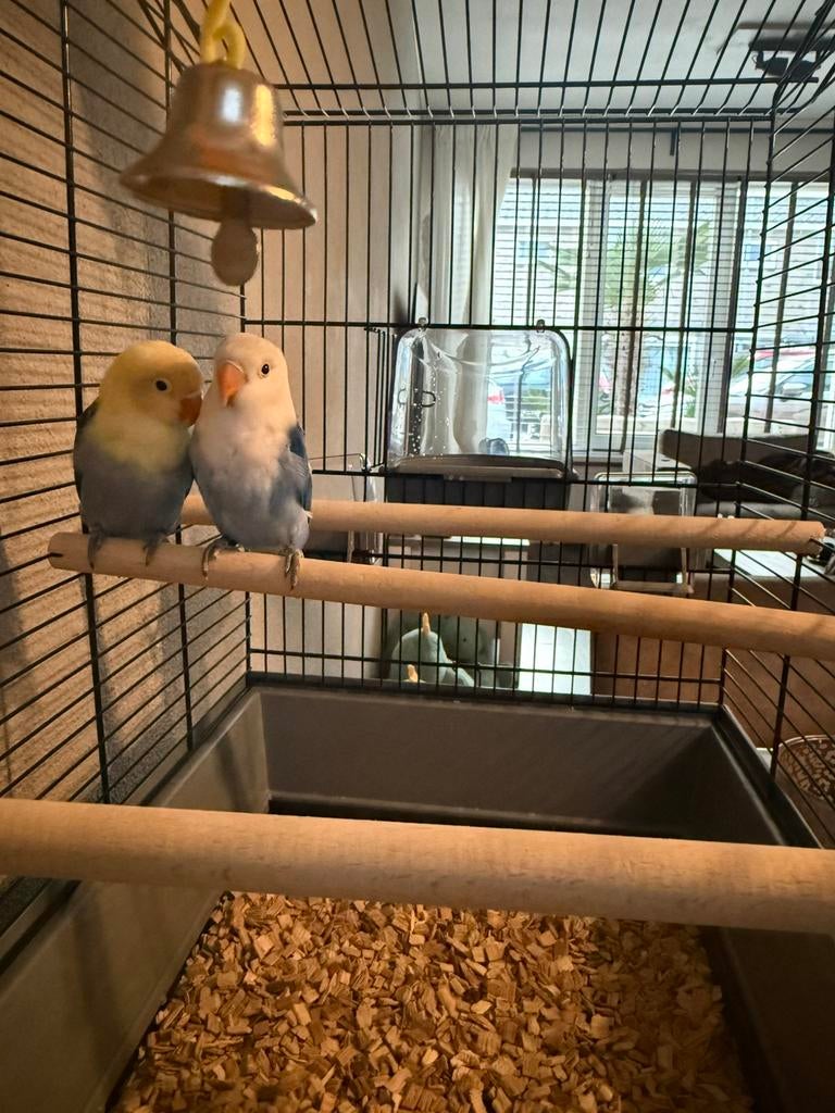 agapornis, Geslacht onbekend, Dwergpapegaai of Agapornis, Geringd