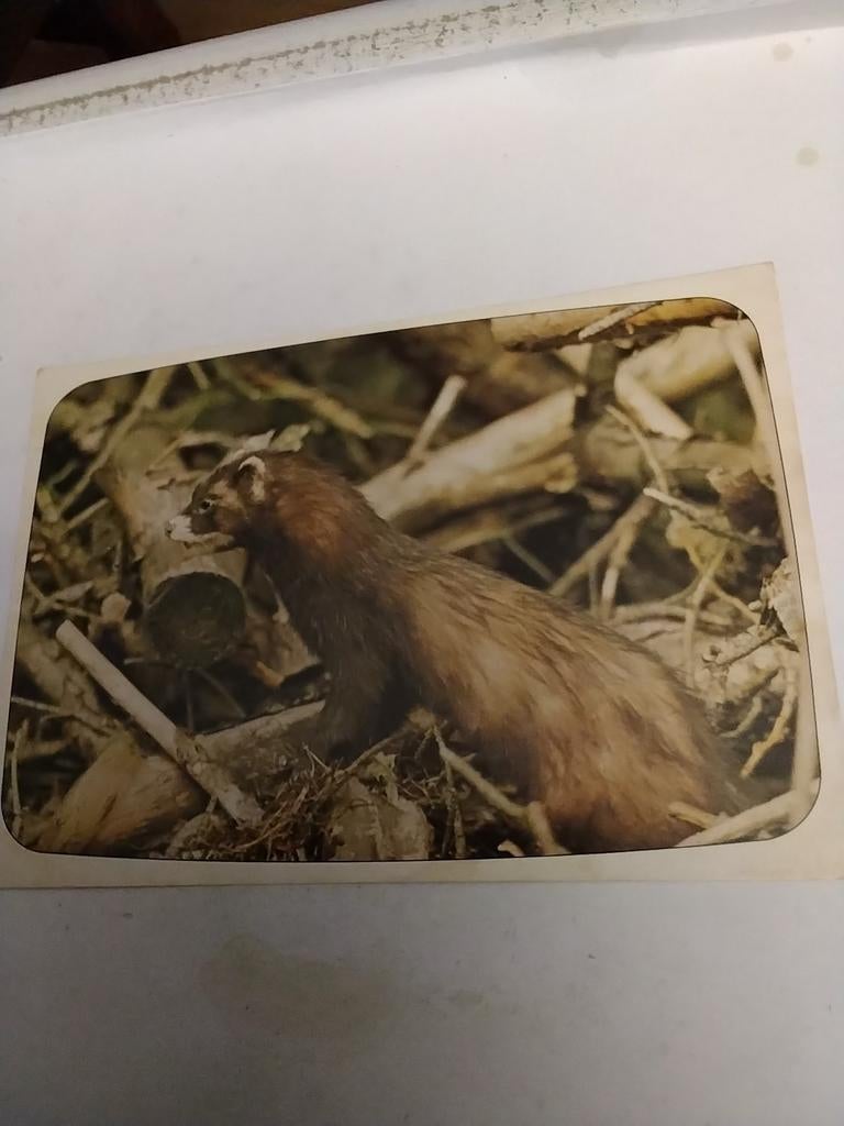 BUNZING, Ophalen of Verzenden