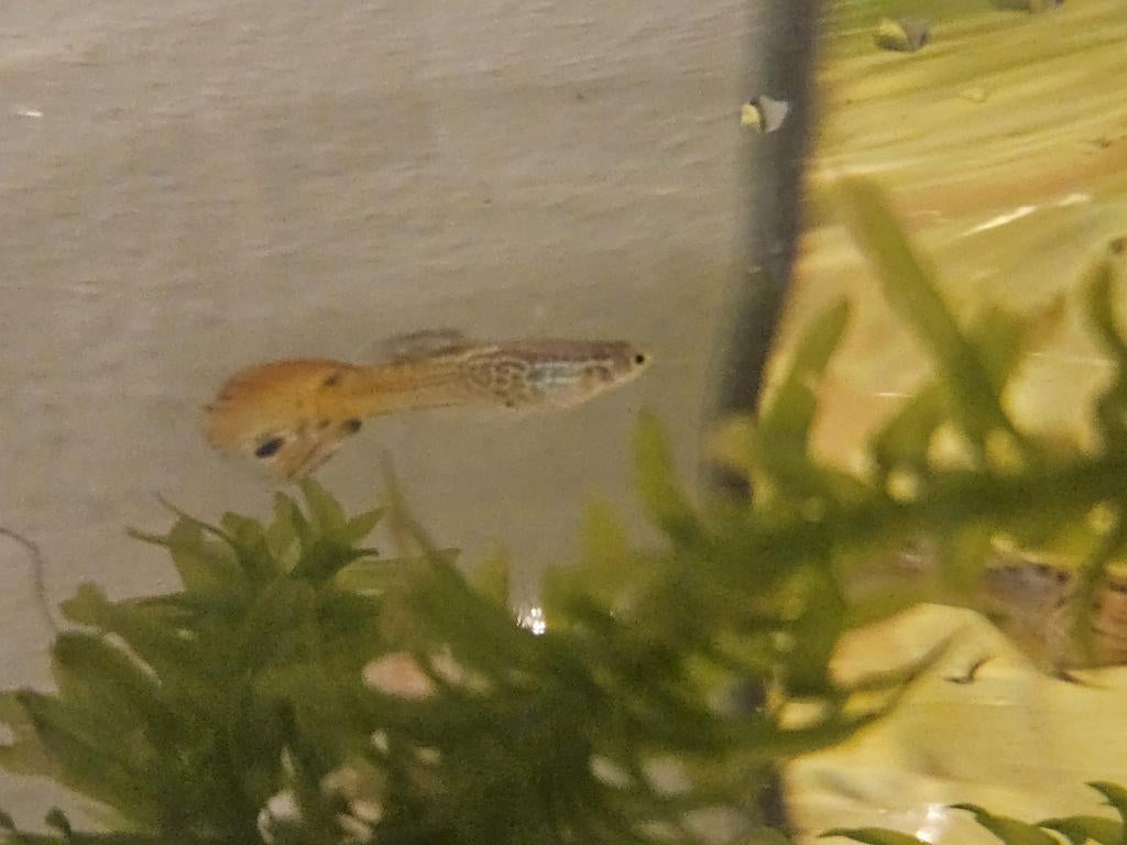 guppy, Dieren en Toebehoren, Vis, Zoetwatervis, Schoolvis