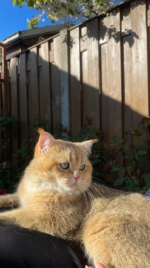 Dekkater,  bloedgroep  B, Britse korthaar Black Golden, Dieren en Toebehoren, Katten en Kittens | Dekkaters